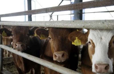 Καραντίνα 21 ημερών στα Λειβάδια λόγω αφθώδους πυρετού