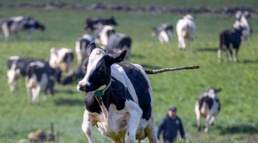 Την έντονη ανησυχία τους εκφράζουν οι παραγωγοί, τονίζοντας ότι δεν εφαρμόζονται επαρκή μέτρα προστασίας για την ασφάλεια των γειτονικών εκτροφών.