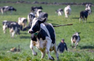 Την έντονη ανησυχία τους εκφράζουν οι παραγωγοί, τονίζοντας ότι δεν εφαρμόζονται επαρκή μέτρα προστασίας για την ασφάλεια των γειτονικών εκτροφών.