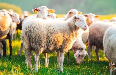 Η Αστυνομία ξεκίνησε τη λήψη καταθέσεων από τους κτηνοτρόφους και κτηνιάτρους των μονάδων, στις οποίες εντοπίστηκαν κρούσματα αφθώδους πυρετού.