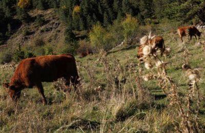 Το Λιβάδι Ακρωτηρίου αποτελεί πόλο έλξης για τουρίστες και ντόπιους, οι οποίοι μπορούν να δουν τις σπάνιες γηγενείς αγελάδες.