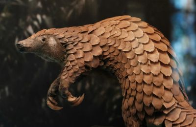 Σε αντίθεση με τους ελέφαντες, τους ρινόκερους ή τους τίγρεις, οι παγκολίνοι δεν έχουν καταφέρει να κερδίσουν την ίδια δημόσια προσοχή, παρά τις ιδιαιτερότητές τους.