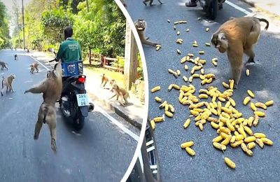 Τσιμπούσι με μπανάνες στη Ταϊλάνδη