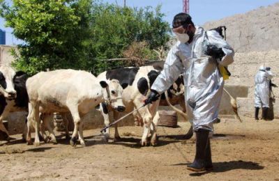 Δεν υπάρχουν κρούσματα του αφθώδους πυρετού στην Πάφο, αλλά ο Αντιδήμαρχος Τίμης σημείωσε πως πρέπει να βρισκόμαστε σε εγγρήγορση.