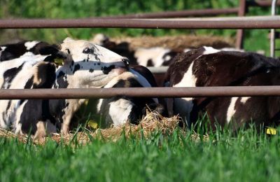 Οι Κτηνιατρικές Υπηρεσίες παραμένουν στη διάθεση των πολιτών για κάθε πρόσθετη διευκρίνιση