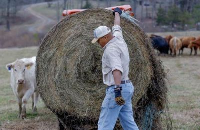 Μετά από σχετικές οδηγίες της Υπουργού Γεωργίας, Τμήμα Γεωργίας και Κτηνιατρικές Υπηρεσίες, ανέλαβαν να καταρτίσουν το πακέτο αποζημιώσεων και στήριξης.