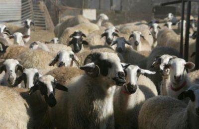 Τηρήθηκαν τα πρωτόκολλα λέει η Μητρόπολη των παλαιοημερολογιτών Κιτίου