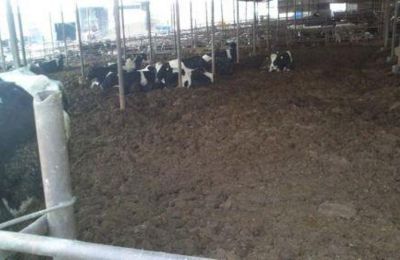 Δεν υπάρχουν τεκμήρια για παράνομη μεταφορά σανού από κατεχόμενα