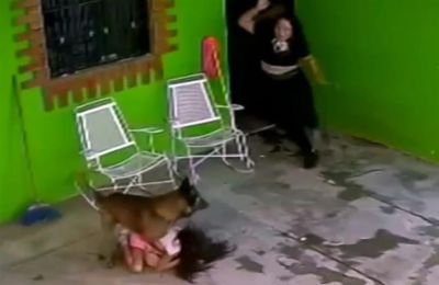 Σύμφωνα με τη μητέρα της 7χρονης, το Μαλινουά είχε δηλητηριαστεί πριν από μερικούς μήνες και εξετάζεται αν αυτή η δηλητηρίαση του προκάλεσε κάποια νευρολογική βλάβη.