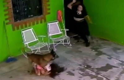 Άγρια επίθεση σκύλου σε κοριτσάκι.