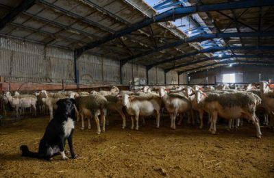 Την αποφασιστικότητα της Κυβέρνησης να στηρίξει τον πρωτογενή τομέα, εξέφρασε η Υπουργός Γεωργίας.