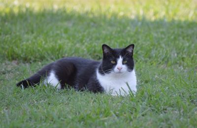 Τα ζώα φαίνεται να θανατώθηκαν από δηλητηρίαση, καθώς αρκετά από αυτά παρουσίαζαν έντονα συμπτώματα όπως σάλια, αφρούς στο στόμα και σπασμούς.
