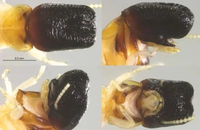 Η ανακάλυψη προσθέτει ένα ακόμη είδος στη νοτιοαμερικανική ομάδα των Cryptotermes, ανεβάζοντας τον αριθμό τους στα 16.