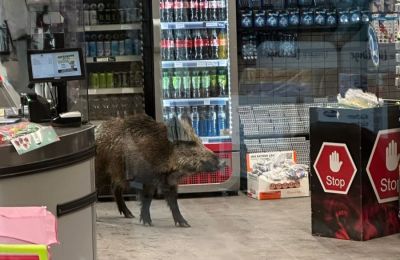 Αγριογούρουνο έκανε βόλτες σε κατάστημα στο Βερολίνο.