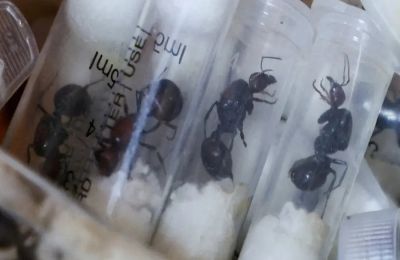 Προσπάθησε να μεταφέρει στο εξωτερικό περισσότερα από 2000 μυρμήγκια και τον συνέλαβαν.