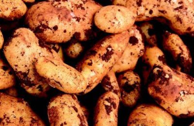 Οι πατατοπαραγωγοί ζητούν να προωθηθεί πρόταση για αποζημίωση.