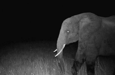 Εξερευνητής εντόπισε κοπάδι μυθικών ελεφάντων.