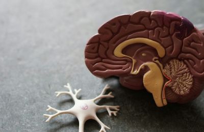 Ακόμη πιο εντυπωσιακό είναι το εύρημα ότι η ήπια γνωστική διαταραχή μπορεί να καθυστερήσει κατά περίπου επτά χρόνια.