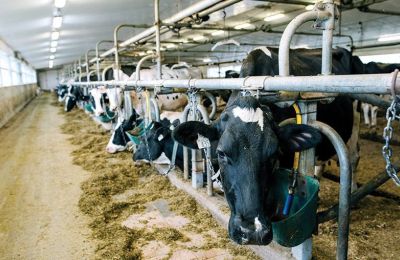 Αφθώδης: Αμετακίνητο το ψευδοκράτος για μη εφαρμογή του πρωτοκόλλου