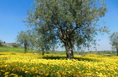 Οι εικόνες με τις μαργαρίτες, τις πρασινάδες και άλλα αγριολούλουδα να κυκλώνουν τις ελιές είναι πραγματικά ξεχωριστές. 