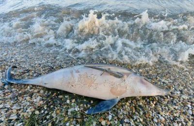 Σε εξέλιξη οι εξετάσεις για τα αίτια