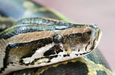 Φάρμακα από μόριο αίματος του πύθωνα για απώλεια βάρους.