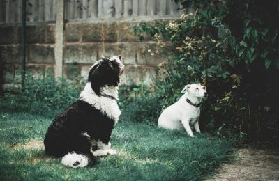 Προκαλεί σοκ το σκάνδαλο μαζικής θανάτωσης αδέσποτων σκύλων στη Ρουμανία.