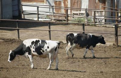 Η Οικολογική και Πολιτιστική Παρέμβαση Ορούντας