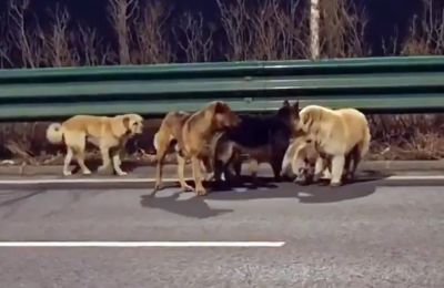 Σκυλιά κατάφεραν να δραπετεύσουν από τους διακινητές τους.