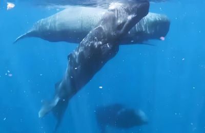 Συγκλονιστική στιγμή μεταξύ φαλαινών.