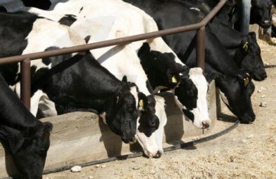 Αφθώδης: Θανατώθηκαν σχεδόν 30.000 ζώα