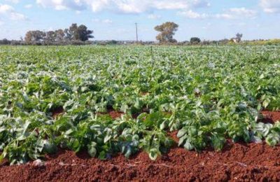 Κύπρος: Ο πόλεμος στη Μ. Ανατολή επηρεάζει τις εξαγωγές πατατών