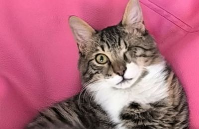 Χάθηκε ο γάτος Bibi κατά τη μεταφορά του από Λάρνακα σε Αθήνα