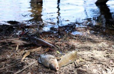Δεκάδες νεκρά ψάρια στη λίμνη Αθαλάσσας (ΒΙΝΤΕΟ)