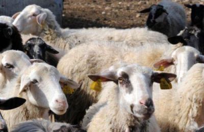 Oι Κτηνοτρόφοι κάνουν ότι μπορούν εφαρμόζοντας τα μέτρα βιοασφάλειας και αναμένουν από τους αρμόδιους απαντήσεις και βοήθεια.