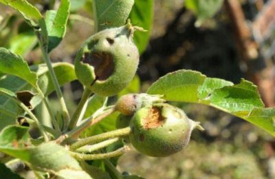 Το Υπουργικό Συμβούλιο ενέκρινε την πρόταση για παροχή οικονομικών ενισχύσεων προς γεωργούς.