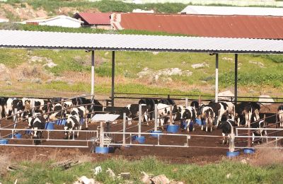 Αφθώδης πυρετός: Νέο θετικό κρούσμα σε μονάδα βοοειδών στο Γέρι