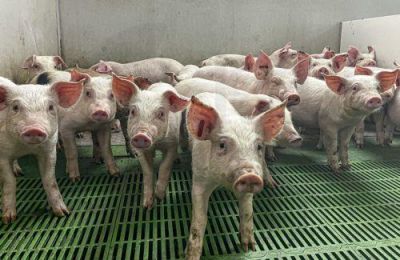 Εντατικοποιούνται οι έλεγχοι σε σφαγεία, κρεοπωλεία και σημεία λιανικής πώλησης ενόψει του Πάσχα.