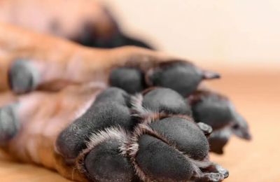 Οκτώ μήνες χωρίς απαντήσεις για τη δηλητηρίαση της «Λίλλυ»