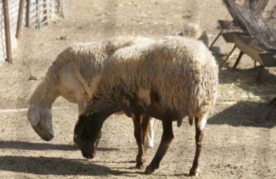 Υπάρχει επάρκεια κρέατος- Στα ίδια επίπεδα οι τιμές για το Πάσχα