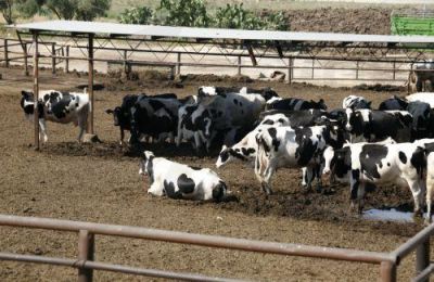 Ο ΠΟΑ είχε αρχικά προσφύγει στο Διοικητικό Δικαστήριο, το οποίο απέρριψε την προσφυγή του, ενώ και η μεταγενέστερη έφεση απορρίφθηκε στο σύνολό της.  Μεταξύ άλλων, ο ΠΟΑ πρόβαλε ισχ