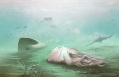 Απολίθωμα 300 εκατομμυρίων ετών ανατρέπει όσα πιστεύαμε.