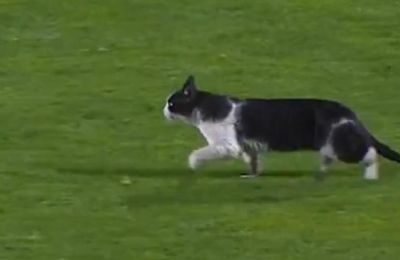 Γάτα διέκοψε το ματς της Σπόρτινγκ