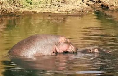 Ευθανασία των «ιπποπόταμων της κοκαΐνης» στην Κολομβία.