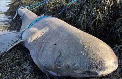 Ξεβράστηκε σπάνιος καρχαρίας της Γροιλανδίας στην παραλία του Φίνισκλιν.