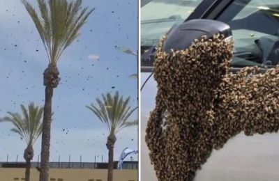Πανικός στο νότιο Ισραήλ από επίθεση δεκάδων χιλιάδων μελισσών.