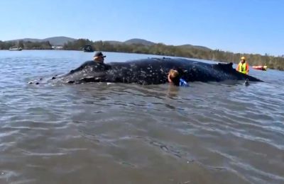 Συγκινητική στιγμή διάσωσης φάλενας στην Αυστραλία.