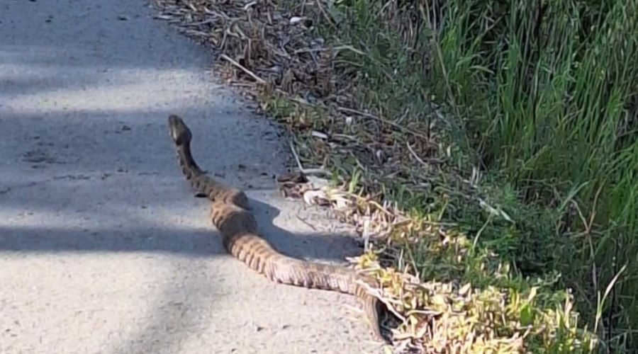 Τα φίδια άρχισαν να κάνουν συχνότερα την εμφάνισή τους, με την άνοδο της θερμοκρασίας