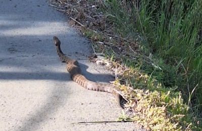 Τα φίδια άρχισαν να κάνουν συχνότερα την εμφάνισή τους, με την άνοδο της θερμοκρασίας