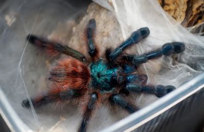 Βρέθηκε σε τρένο στη Γερμανία πακέτο με ταραντούλες που ξέχασε γυναίκα.